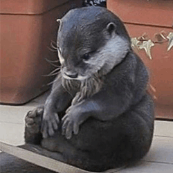 Nutria triste